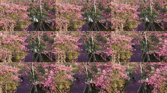 春日赏花漫步小路