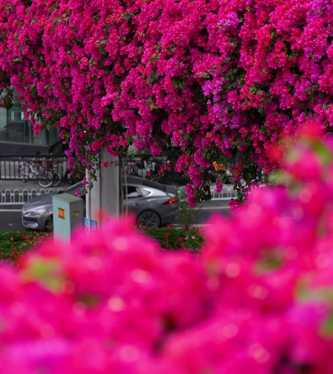 广州五羊邨三角梅下的城市街景竖版合集2