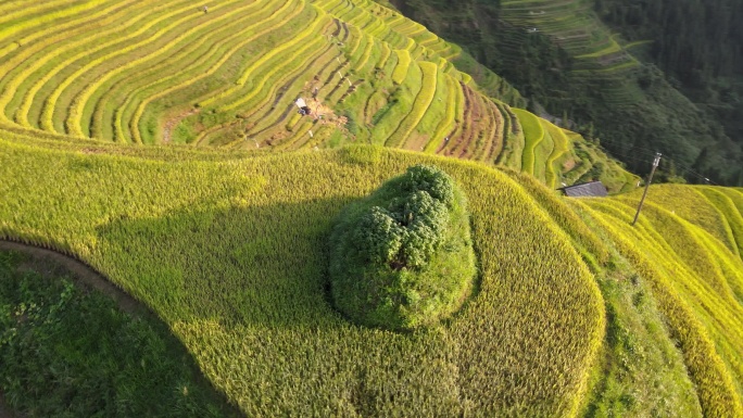 绿色梯田自然风光