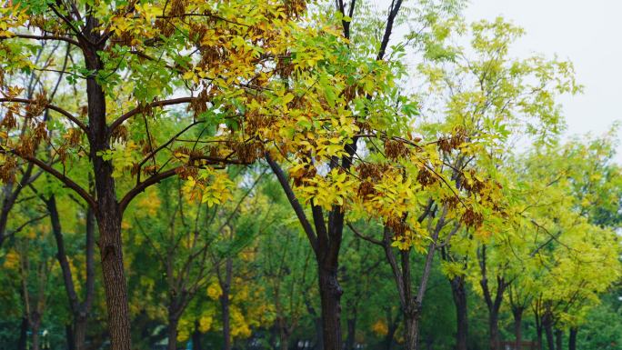秋雨雨滴雨天意境雨水下雨下雨天谷雨