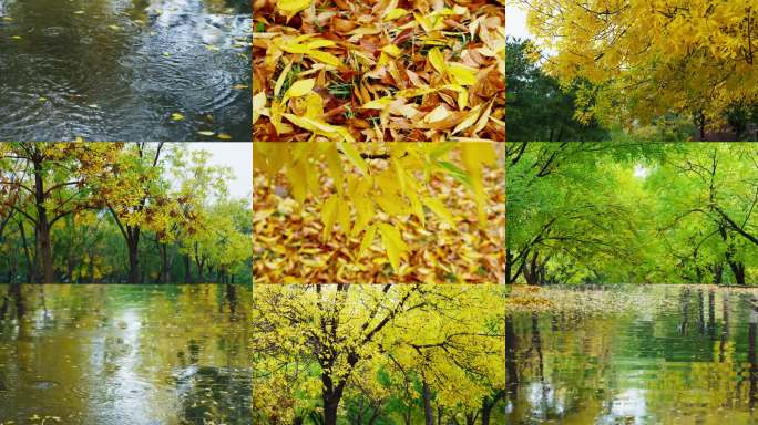 秋雨雨滴雨天意境雨水下雨下雨天谷雨