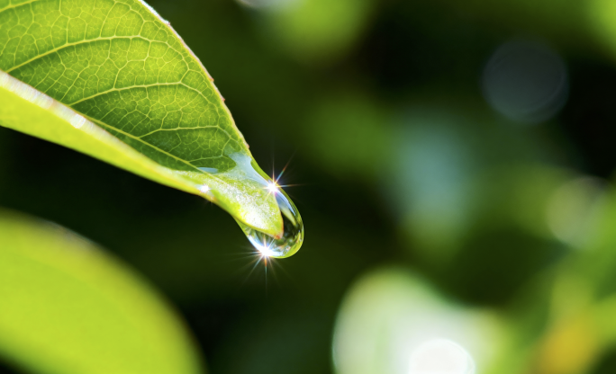 一滴水从树叶滴落 水滴水珠 水资源 水