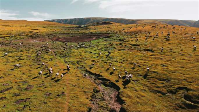 航拍草原上奔跑的羊群