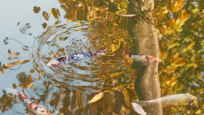 秋日池塘锦鲤游弋