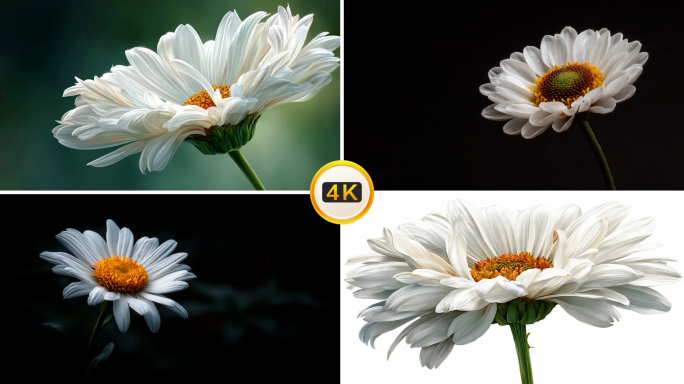 雏菊 白色 特写 绽放 花 黄色花蕊