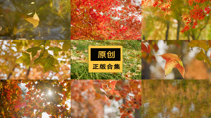 秋日枫叶黄枫红叶唯美镜头