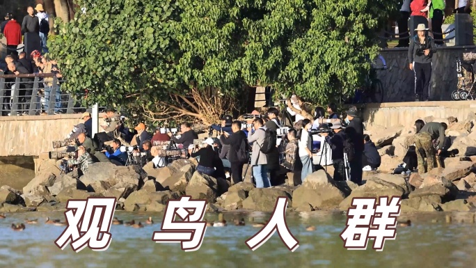 深圳湾观鸟人群聚集