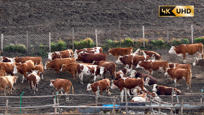 草原牧场牛群4K
