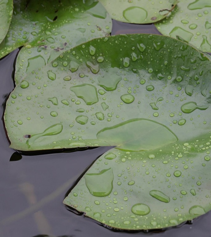 雨中荷叶水珠特写