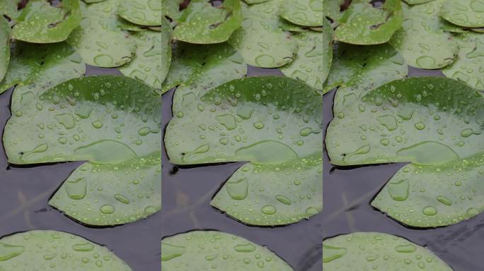 雨中荷叶水珠特写