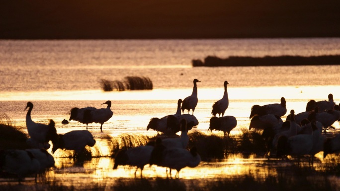湿地仙鹤群飞剪影鹤群湖面栖息飞翔