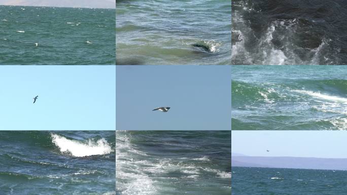 海浪涌动与海鸥飞翔