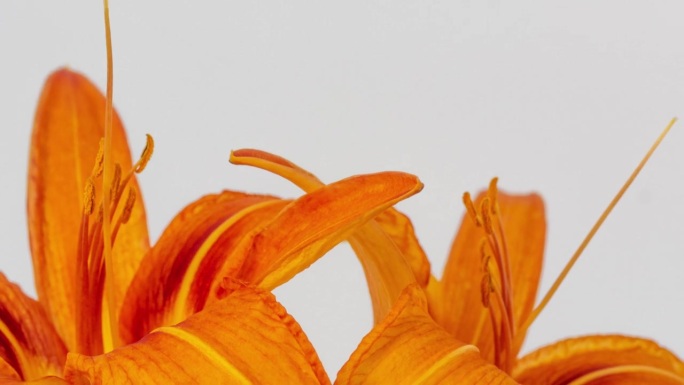 4K延时摄影：百合花在白色背景上绽放、生长、盛开。相机环绕花朵轨道拍摄。