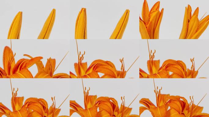 4K延时摄影：百合花在白色背景上绽放、生长、盛开。相机环绕花朵轨道拍摄。