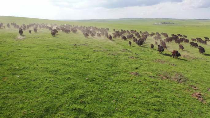 牦牛 草原  牦牛肉 牛羊