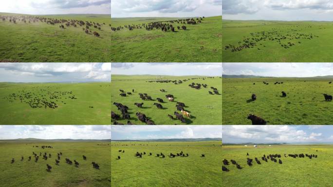 牦牛 草原  牦牛肉 牛羊