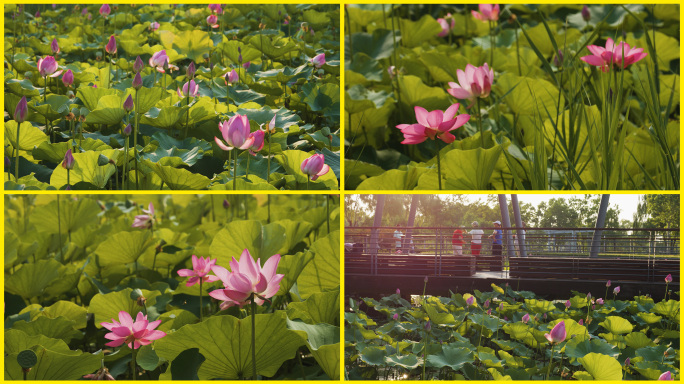 4k郑州北龙湖荷塘天鹅夏日美景03