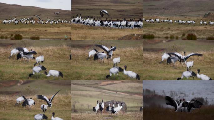 湿地仙鹤群飞剪影鹤群湖面栖息飞翔