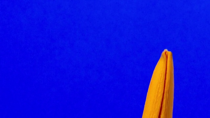 4K延时摄影：百合花在深蓝色背景上旋转、绽放、生长。卷积花。镜头围绕花朵盘旋。