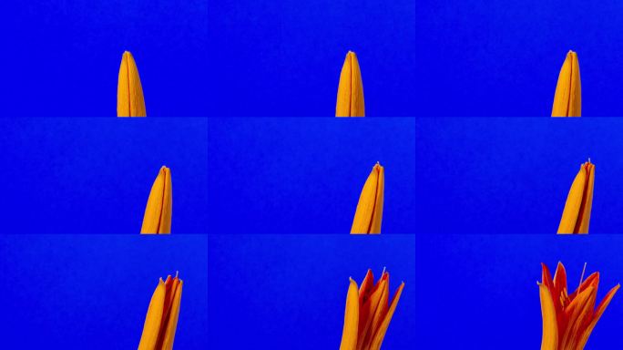 4K延时摄影：百合花在深蓝色背景上旋转、绽放、生长。卷积花。镜头围绕花朵盘旋。