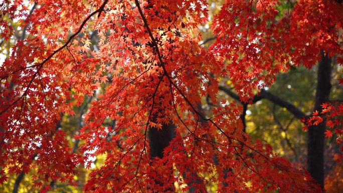 秋日红枫树林美景，红叶林间阳光斑驳