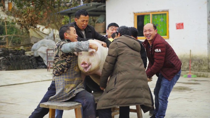 农家过年杀猪全过程