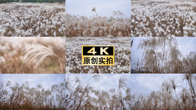 唯美芦苇花海自然景观