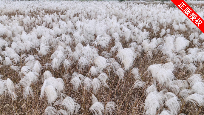 唯美芦苇花海自然景观