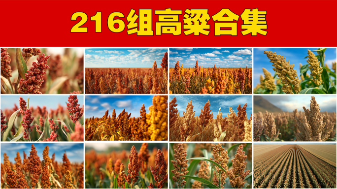 高粱农业高粱粮食丰收酿酒酒白酒高粱地水稻