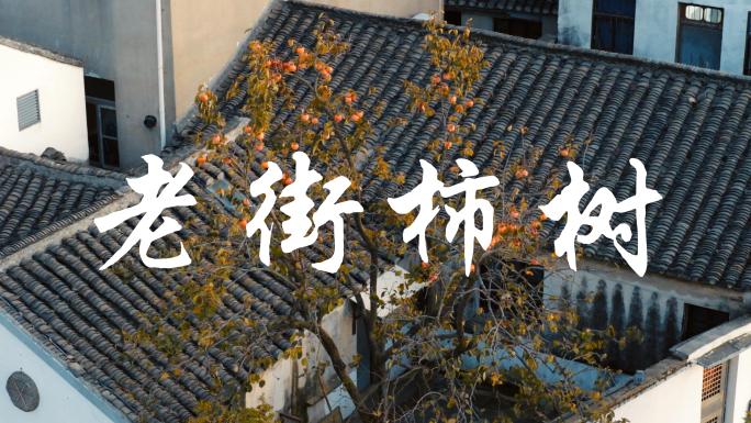 苏州古镇老街唯美柿子树