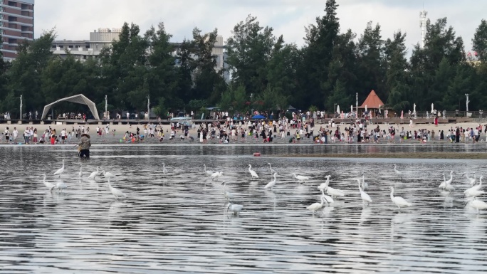 广西北海大冠沙城市海边银滩白鹭群