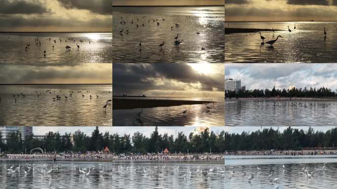 广西北海大冠沙城市海边银滩白鹭群