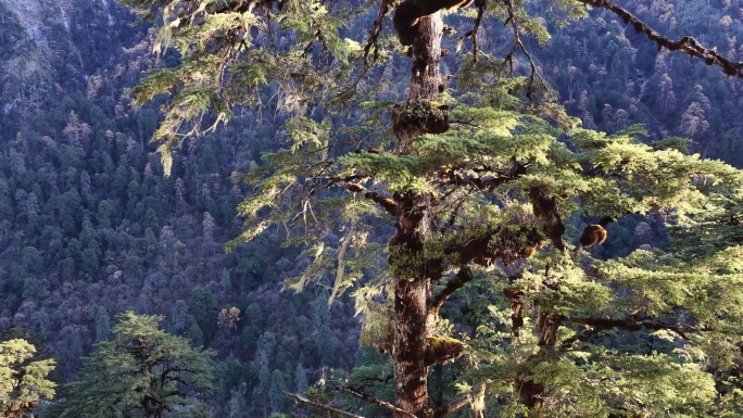 茂密的森林中一棵大树挂着松萝