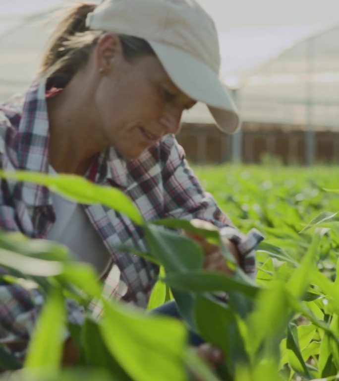 女性农民检查玉米田
