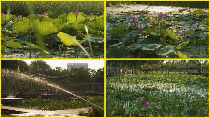 4k郑州北龙湖荷塘天鹅夏日美景02