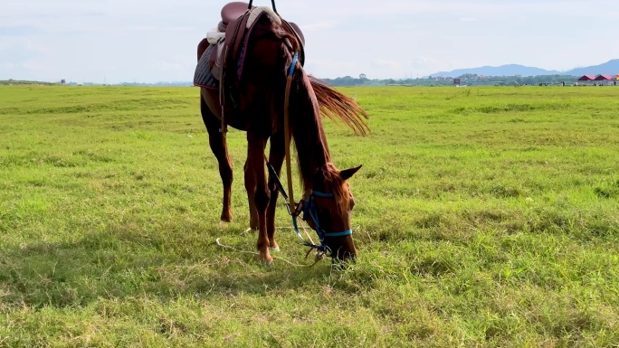 骑马漫步绿色草地