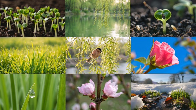 春分时节万物复苏春天立春生长发芽春暖花开