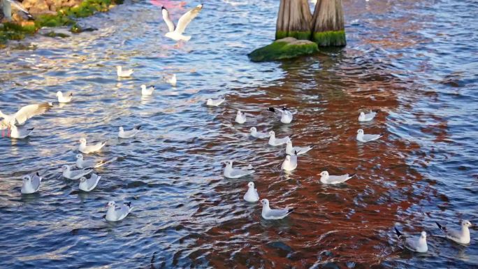 大理洱海海鸥飞翔慢动作镜头