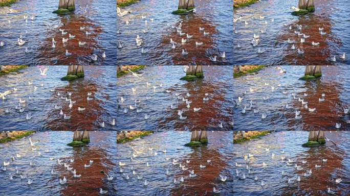 大理洱海海鸥飞翔慢动作镜头