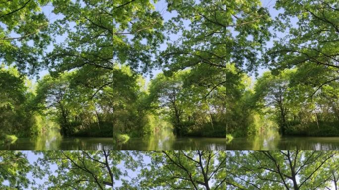 阳光穿透枝叶照湖