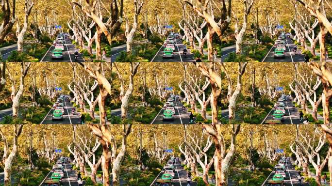 杭州西湖杨公堤秋色胡桐树川流不息城市道路