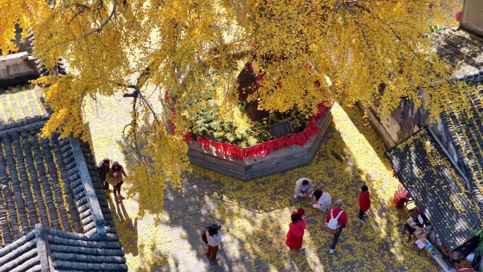 苏州天平古镇金黄银杏秋景