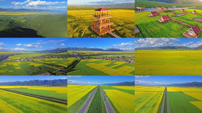 青海门源油菜花海航拍田园风光乡村旅游美景