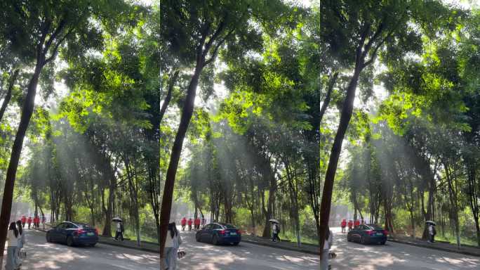 阳光透过林荫道 光影斑驳