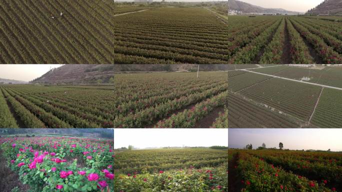玫瑰花种植基地 鲜花饼基地
