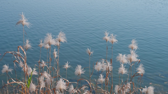 芦苇湖面唯美