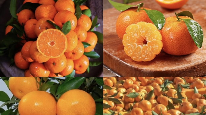 砂糖橘特写实拍