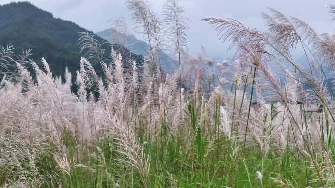 芦苇洁白芦苇花随风飘荡自然风光背景