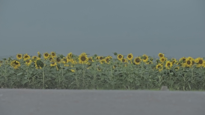 雨天向日葵花田远景