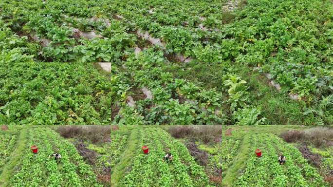 萝卜菜种植基地